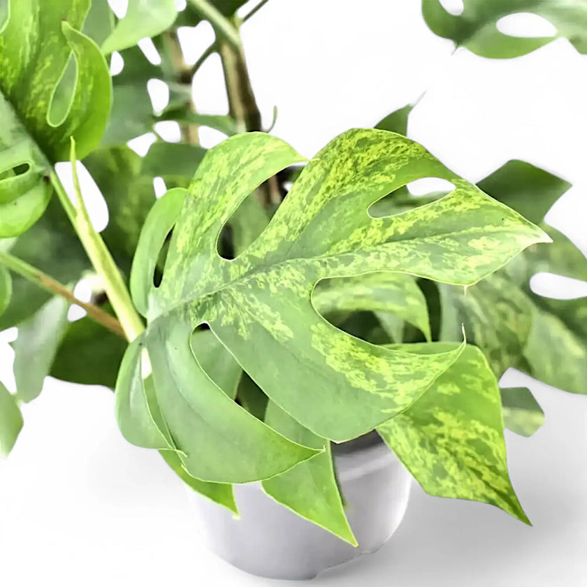 Rhaphidophora tetrasperma variegata 'Mint' potted houseplant in nursery pot on white background, product photo 2.
