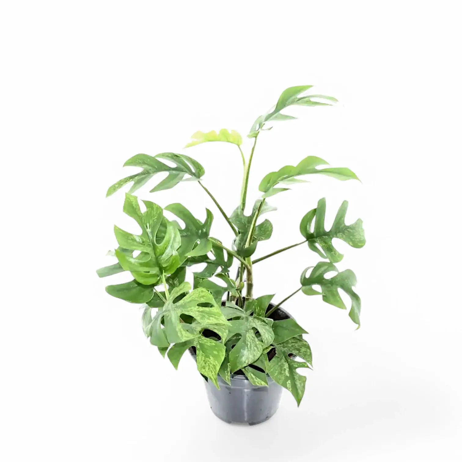 Rhaphidophora tetrasperma variegata 'Mint' potted houseplant in nursery pot on white background, product photo 3.