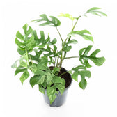 Rhaphidophora tetrasperma variegata 'Mint' potted houseplant in nursery pot on white background, product photo 4.