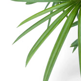 Rhapis excelsa – Blattdetail vor weißem Hintergrund..