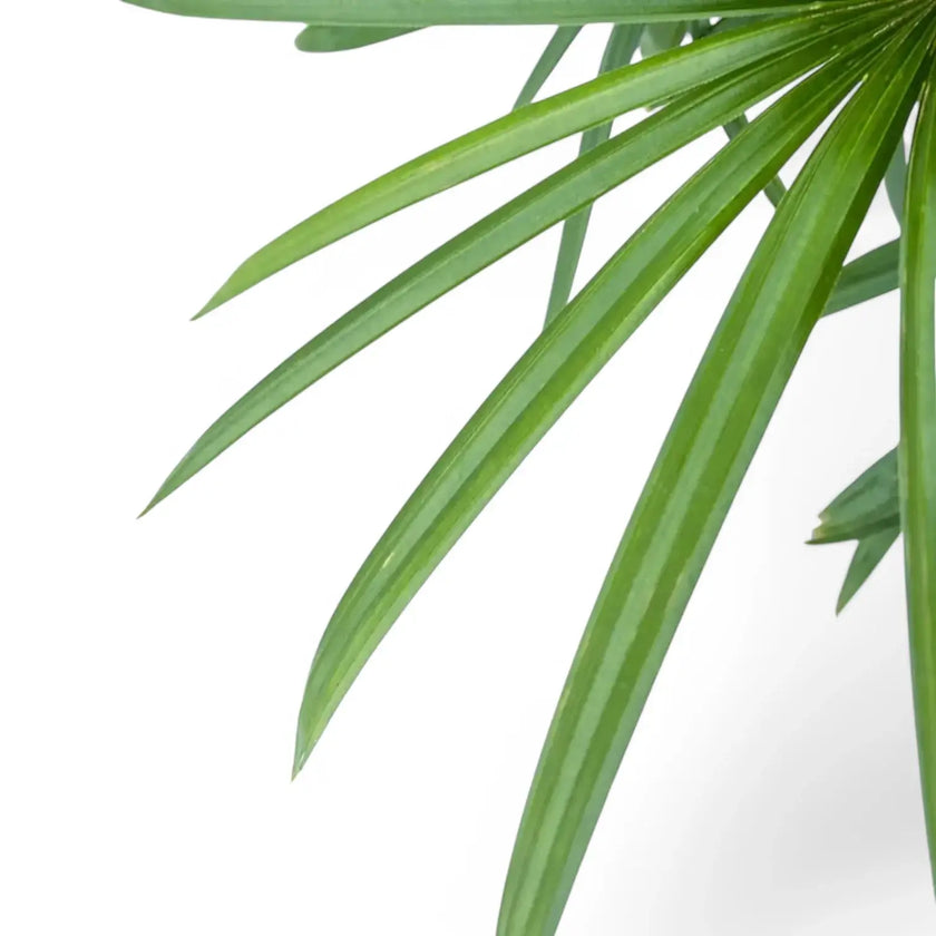 Rhapis excelsa leaf close-up on white background.