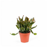 Rhipsalis agudoensis potted houseplant in nursery pot on white background, product photo 2.