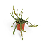 Rhipsalis agudoensis potted houseplant in nursery pot on white background, product photo 3.