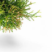 Rhipsalis clavata leaf close-up on white background.