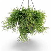 Rhipsalis clavata potted houseplant in nursery pot on white background, product photo 2.