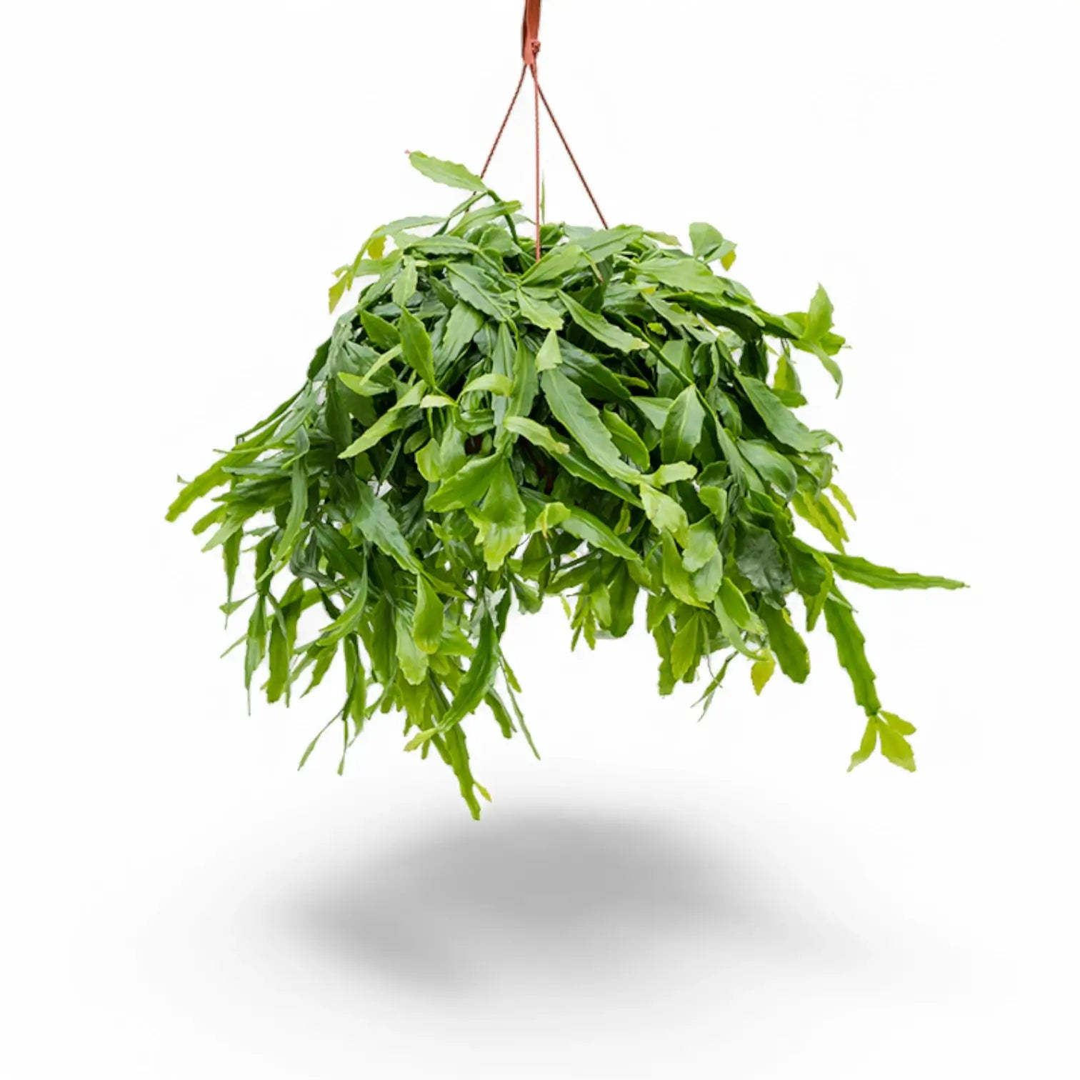 Rhipsalis crispata potted houseplant in nursery pot on white background, product photo 3.