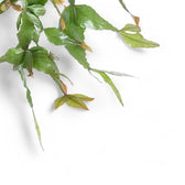 Rhipsalis elliptica – Blattdetail vor weißem Hintergrund..