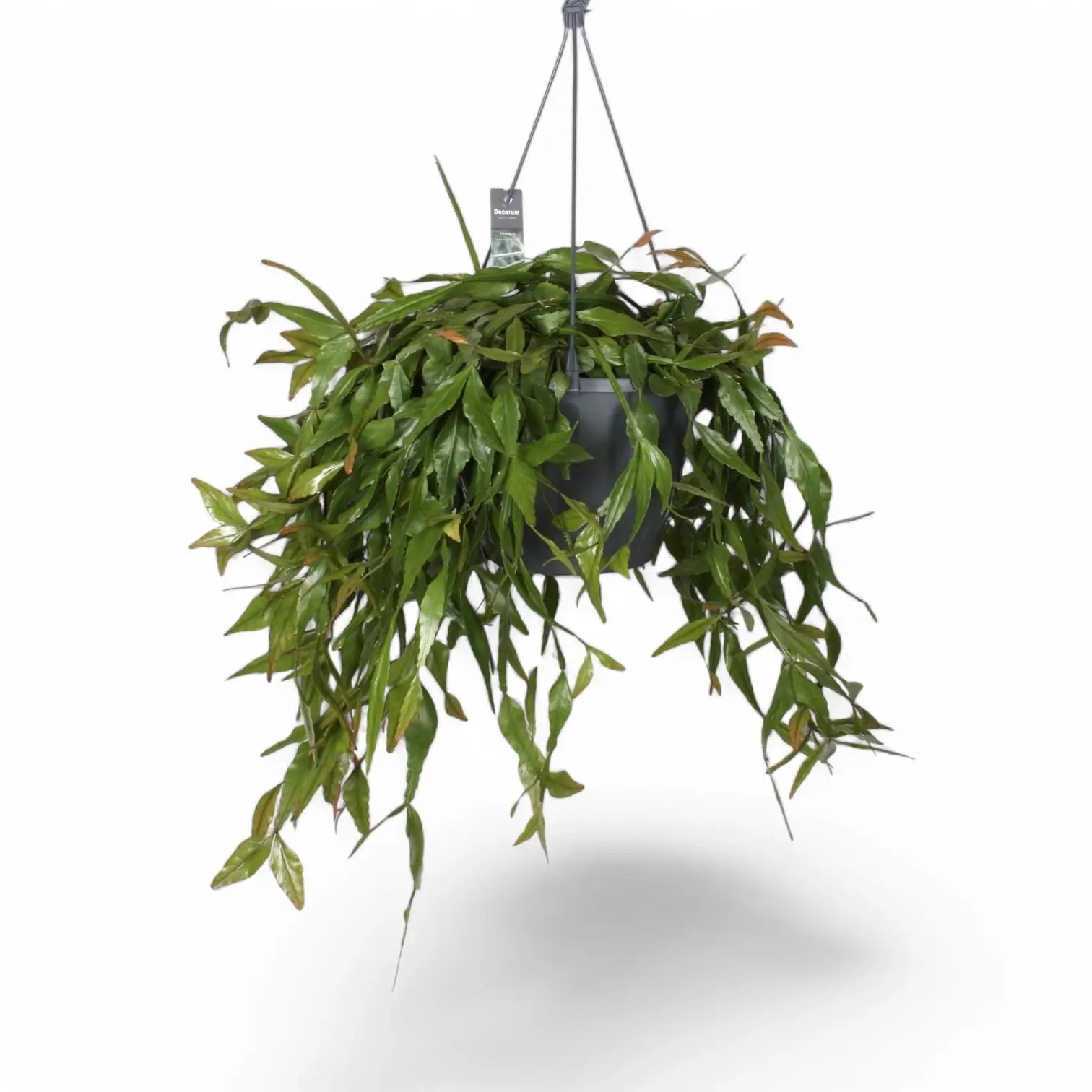 Rhipsalis elliptica Zimmerpflanze im Anzuchttopf vor weißem Hintergrund, Produktfoto 4.