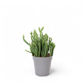 Rhipsalis ewaldiana potted houseplant in nursery pot on white background, product photo 2.