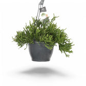 Rhipsalis ewaldiana potted houseplant in nursery pot on white background, product photo 4.