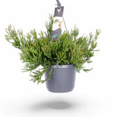 Rhipsalis ewaldiana potted houseplant in nursery pot on white background, product photo 5.