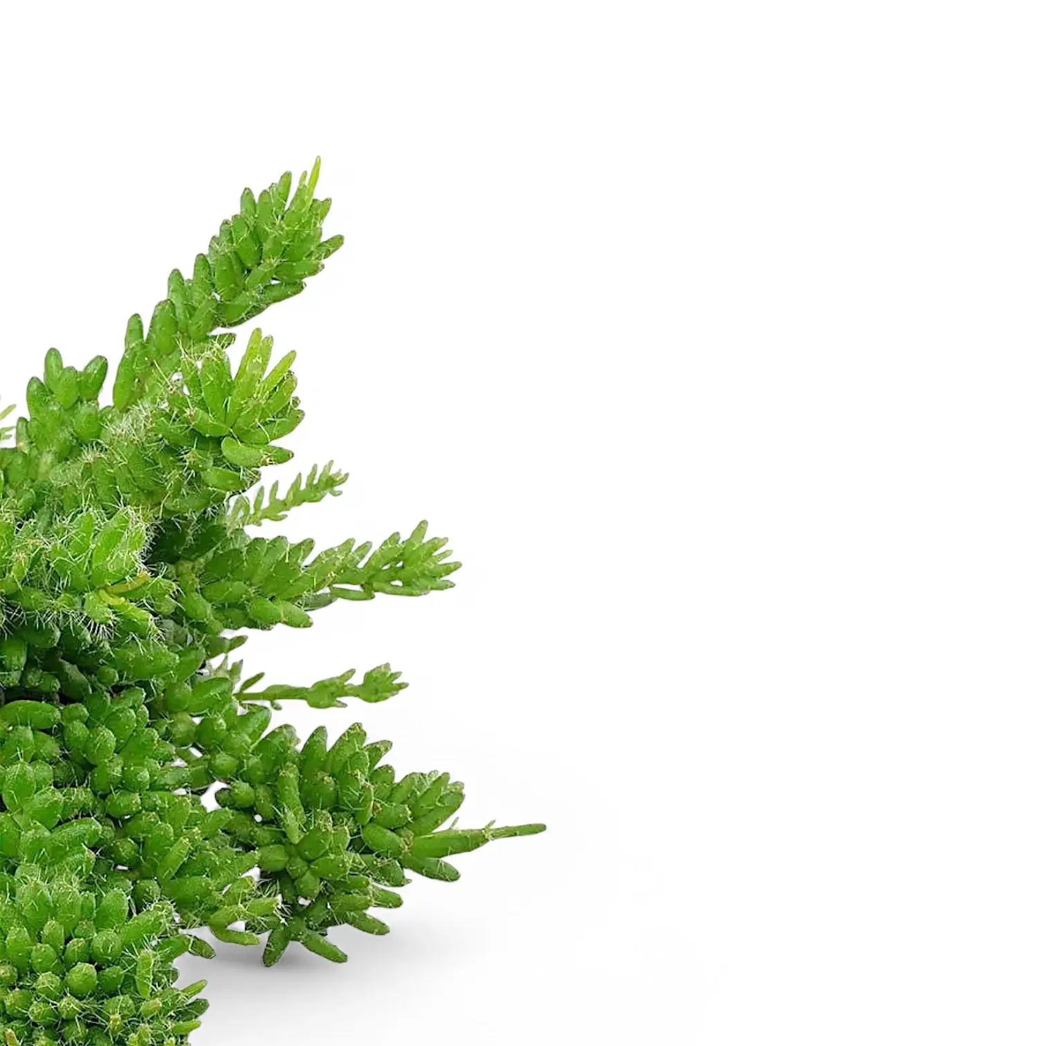 Rhipsalis mesembryanthemoides leaf close-up on white background.