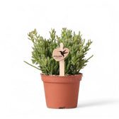 Rhipsalis mesembryanthemoides potted houseplant in nursery pot on white background, product photo 3.