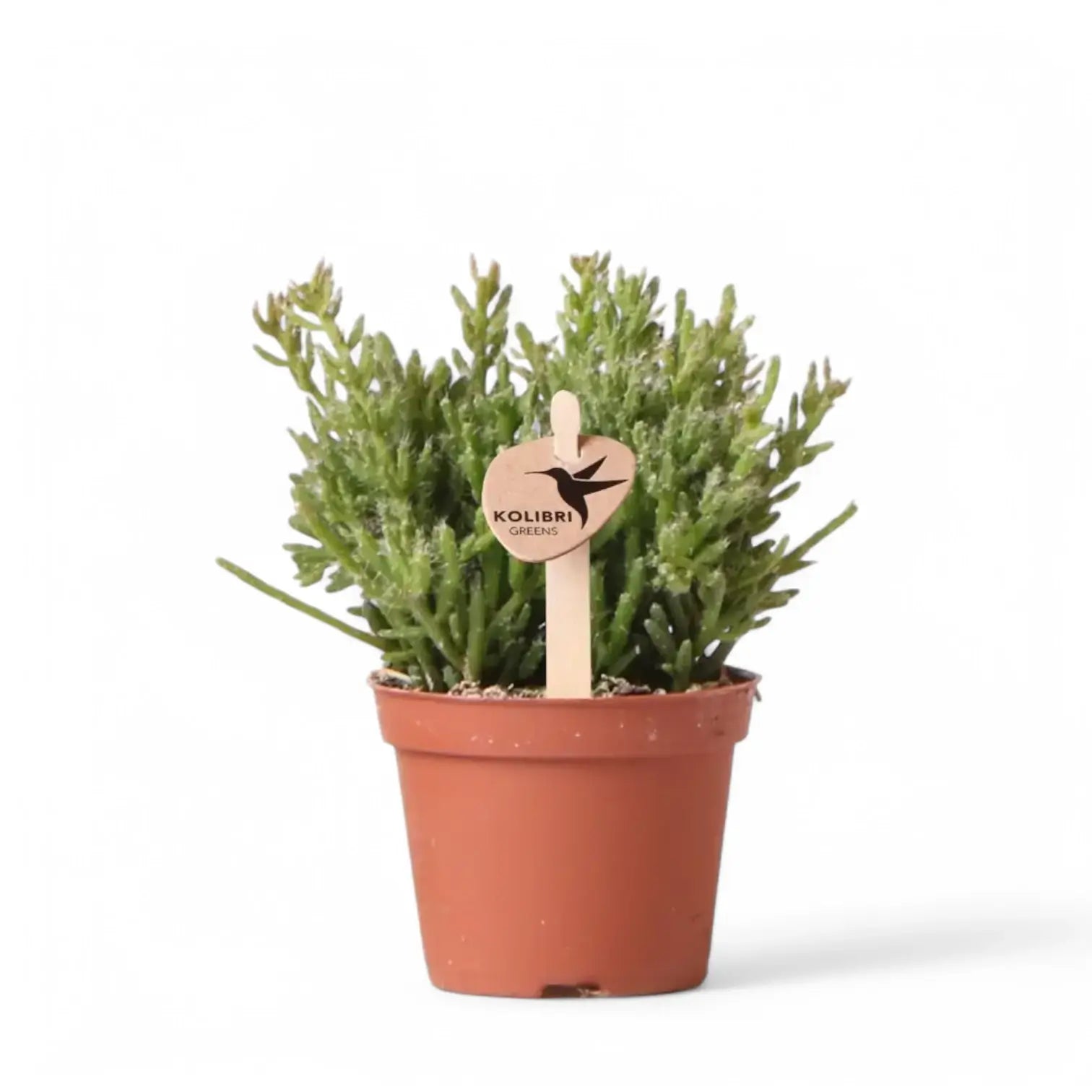 Rhipsalis mesembryanthemoides potted houseplant in nursery pot on white background, product photo 3.