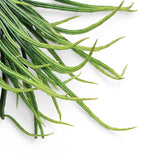 Rhipsalis micrantha f. micrantha leaf close-up on white background.