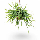 Rhipsalis micrantha f. micrantha potted houseplant in nursery pot on white background, product photo 2.