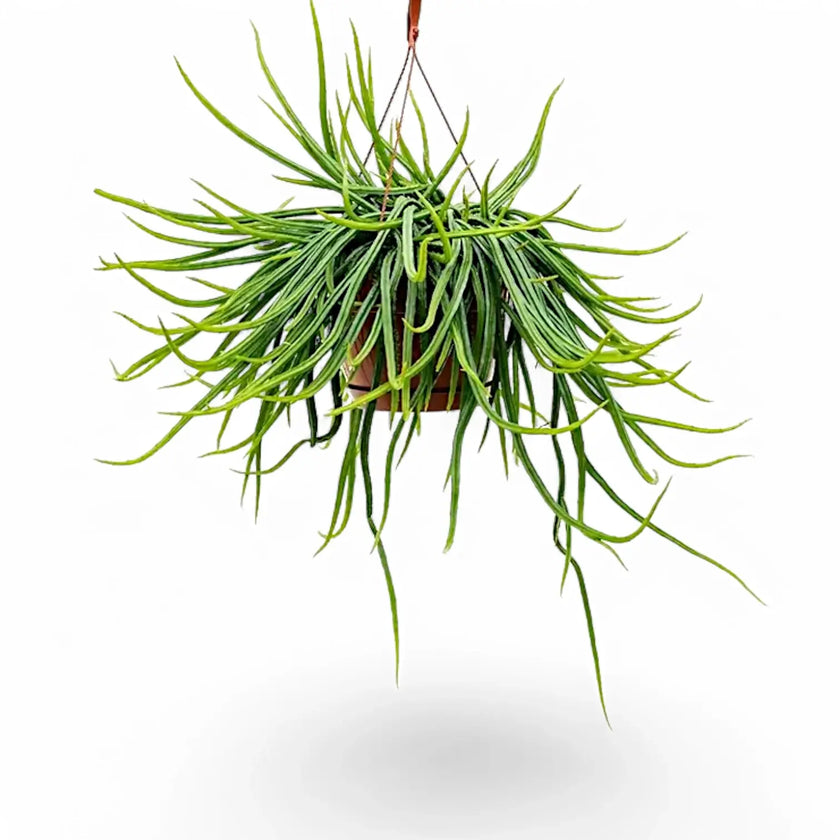 Rhipsalis micrantha f. micrantha Zimmerpflanze im Anzuchttopf vor weißem Hintergrund, Produktfoto 2.