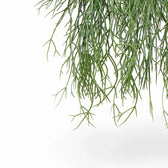 Rhipsalis micrantha ssp. kirbergii leaf close-up on white background.