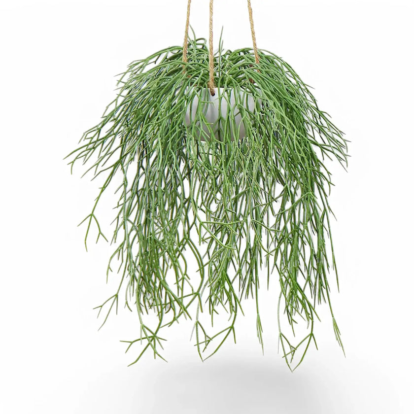 Rhipsalis micrantha ssp. kirbergii Zimmerpflanze im Anzuchttopf vor weißem Hintergrund, Produktfoto 2.