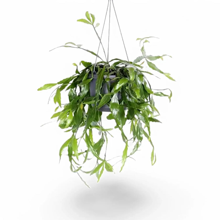 Rhipsalis occidentalis Zimmerpflanze im Anzuchttopf vor weißem Hintergrund, Produktfoto 2.