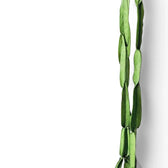 Rhipsalis paradoxa – Blattdetail vor weißem Hintergrund..