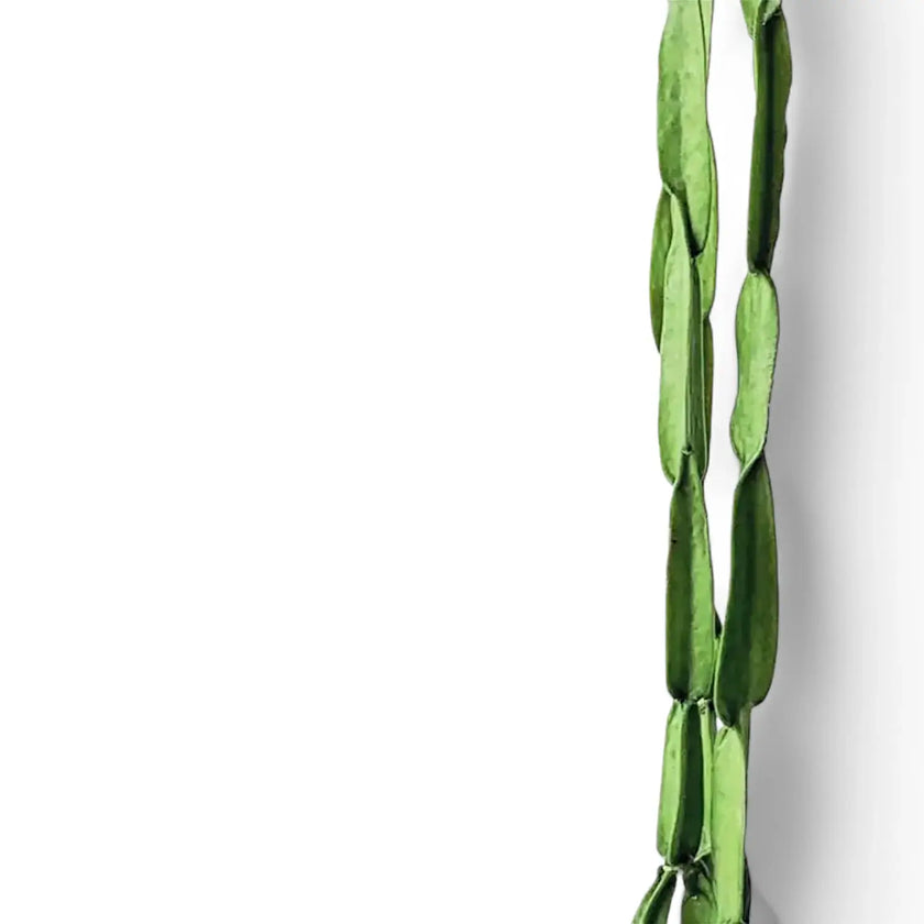 Rhipsalis paradoxa – Blattdetail vor weißem Hintergrund..