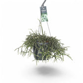 Rhipsalis pilocarpa Zimmerpflanze im Anzuchttopf vor weißem Hintergrund, Produktfoto 5.