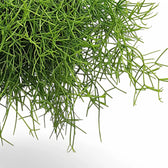 Rhipsalis teres f. heteroclada leaf close-up on white background.