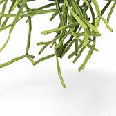 Rhipsalis trigona leaf close-up on white background.