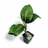 Rhodospatha moritziana Zimmerpflanze im Anzuchttopf vor weißem Hintergrund, Produktfoto 5.