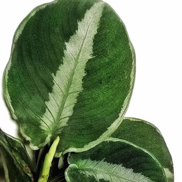 Gamogyne bella rosette with narrow paddle-shaped leaves on white background.