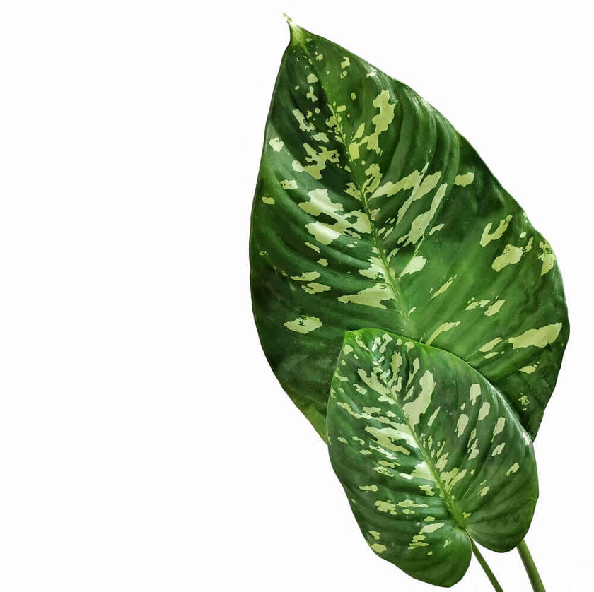 Schismatoglottis calyptrata leaf close-up on white background.