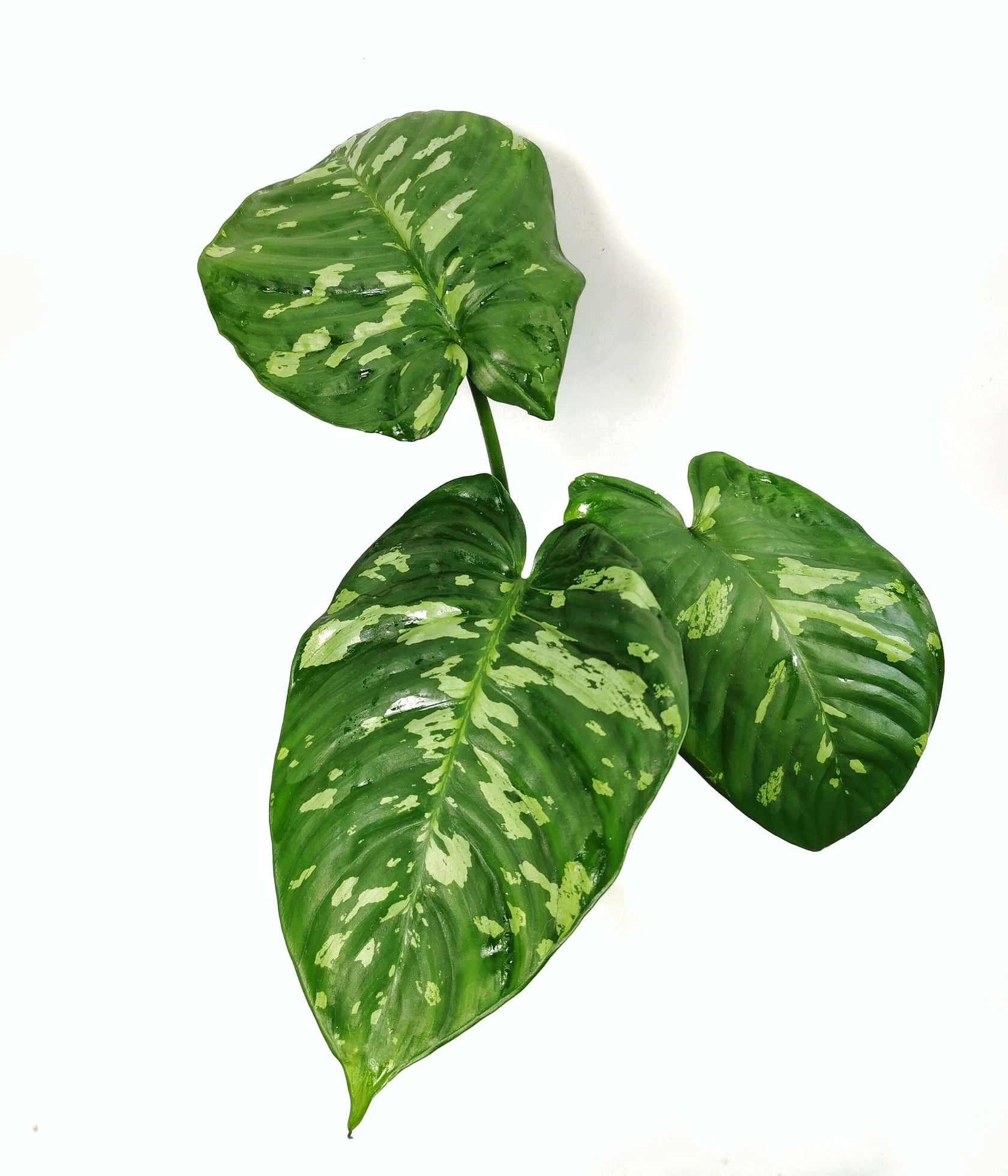 Schismatoglottis calyptrata Zimmerpflanze im Anzuchttopf vor weißem Hintergrund, Produktfoto 4.