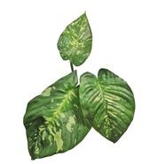 Schismatoglottis calyptrata Zimmerpflanze im Anzuchttopf vor weißem Hintergrund, Produktfoto 6.