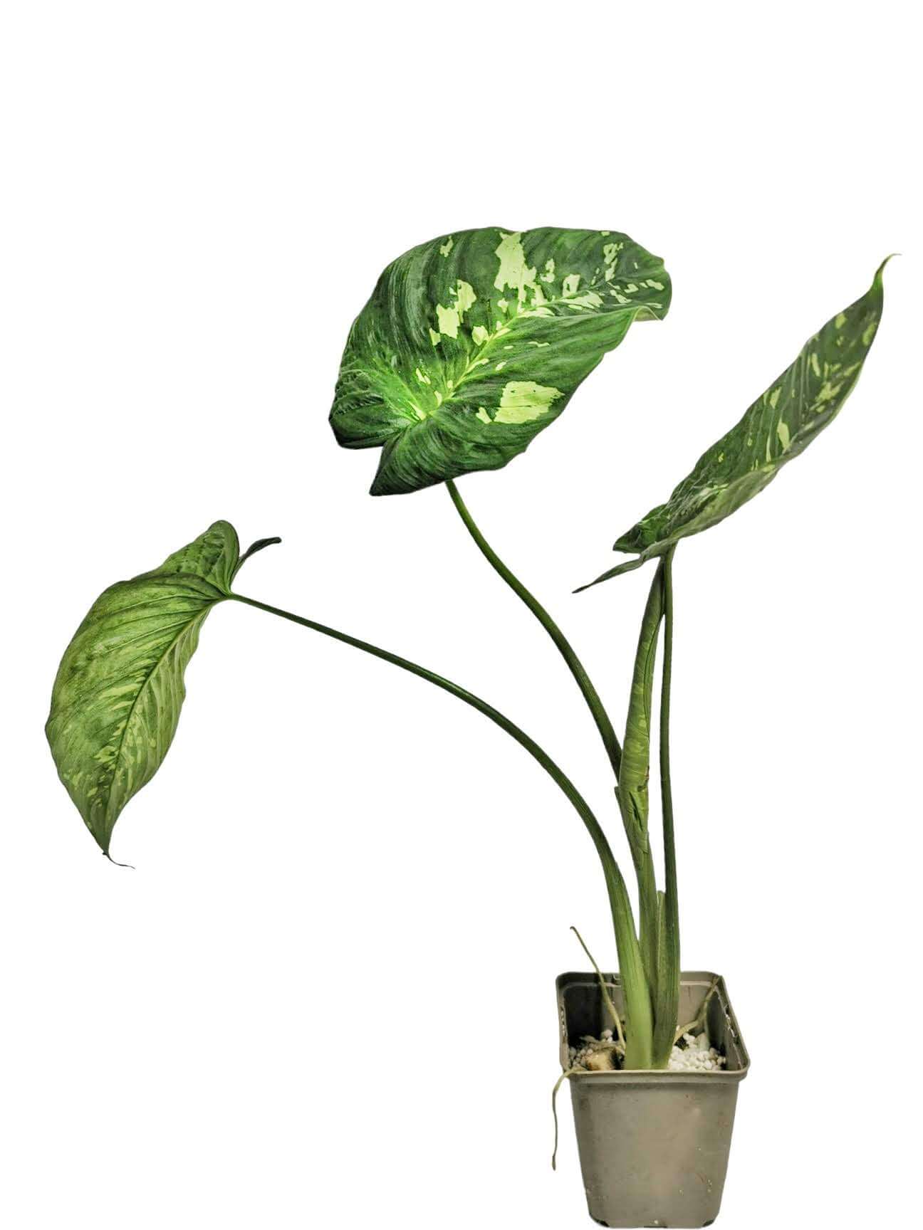 Schismatoglottis calyptrata Zimmerpflanze im Anzuchttopf vor weißem Hintergrund, Produktfoto 8.