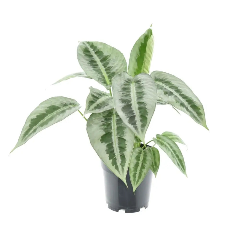 Schismatoglottis hainanensis potted houseplant in nursery pot on white background, product photo 2.