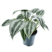 Schismatoglottis hainanensis Zimmerpflanze im Anzuchttopf vor weißem Hintergrund, Produktfoto 3.