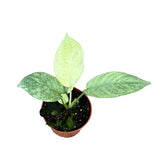 Schismatoglottis longispatha variegata potted houseplant in nursery pot on white background, product photo 2.
