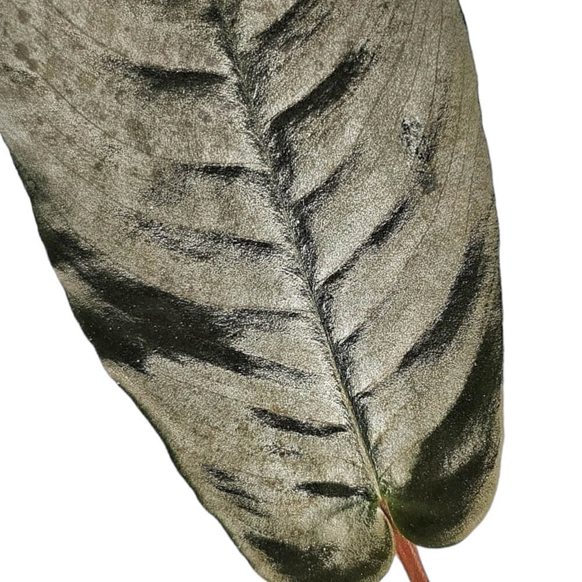 Bau metallica leaf close-up on white background.