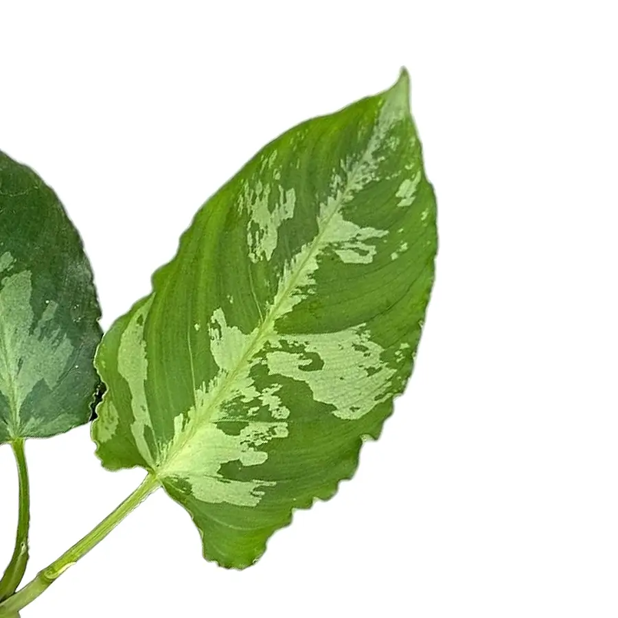 Schismatoglottis pusilla leaf close-up on white background.