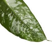 Borneoa scortechinii leaf close-up on white background.