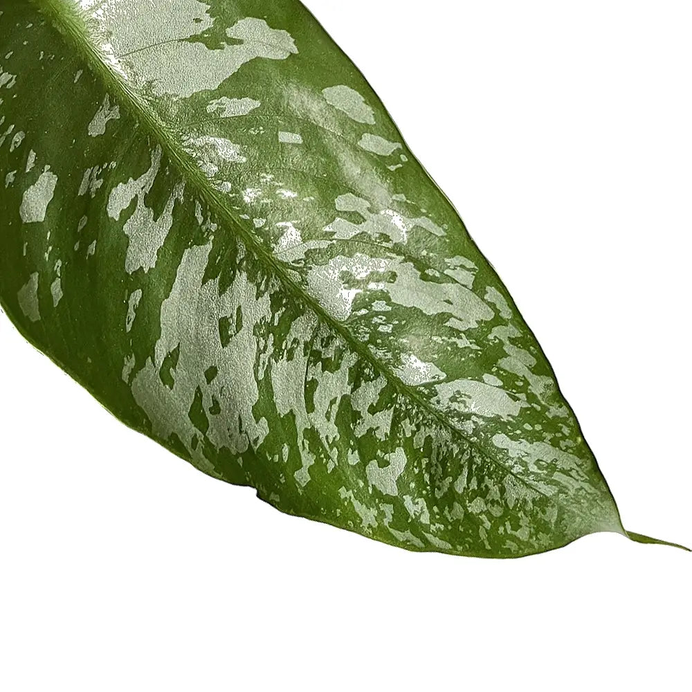 Borneoa scortechinii leaf close-up on white background.