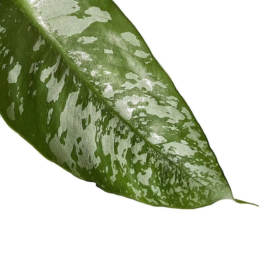 Borneoa scortechinii leaf close-up on white background.