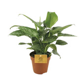 Schismatoglottis scortechinii potted houseplant in nursery pot on white background, product photo 2.