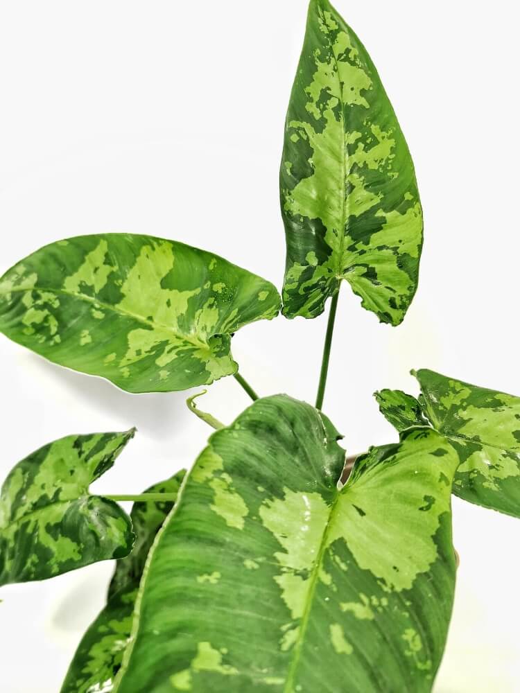 Schismatoglottis sp leaf close-up on white background.