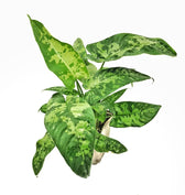 Schismatoglottis sp Zimmerpflanze im Anzuchttopf vor weißem Hintergrund, Produktfoto 2.