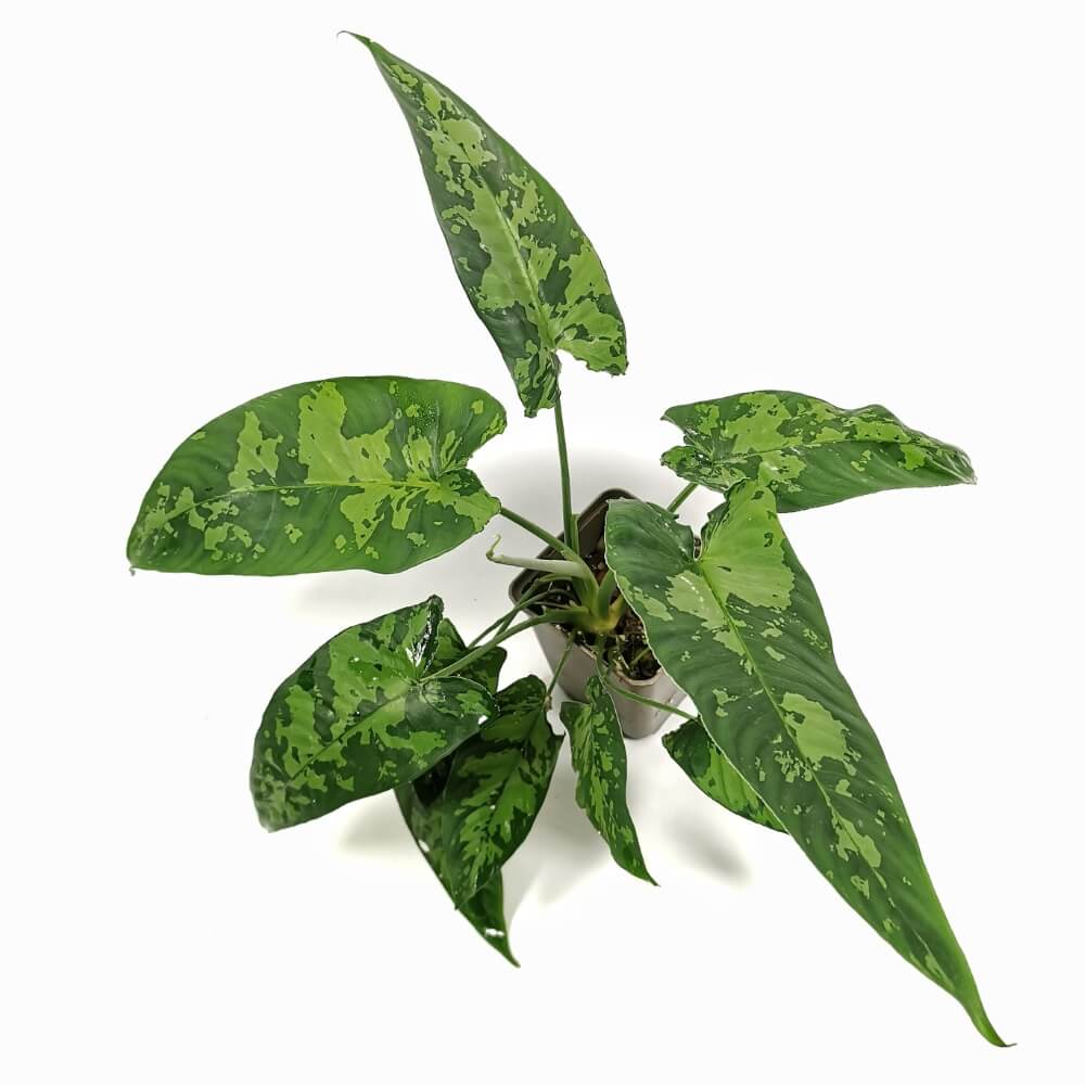 Schismatoglottis sp Zimmerpflanze im Anzuchttopf vor weißem Hintergrund, Produktfoto 3.