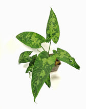 Schismatoglottis sp Zimmerpflanze im Anzuchttopf vor weißem Hintergrund, Produktfoto 4.