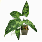 Schismatoglottis sp Zimmerpflanze im Anzuchttopf vor weißem Hintergrund, Produktfoto 5.