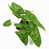 Schismatoglottis sp Zimmerpflanze im Anzuchttopf vor weißem Hintergrund, Produktfoto 6.